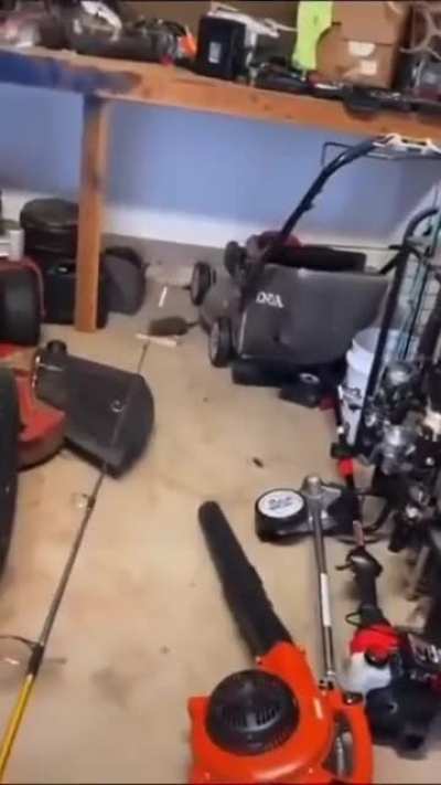 Rat