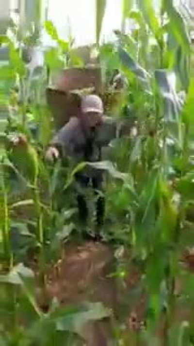 Harvesting Corn
