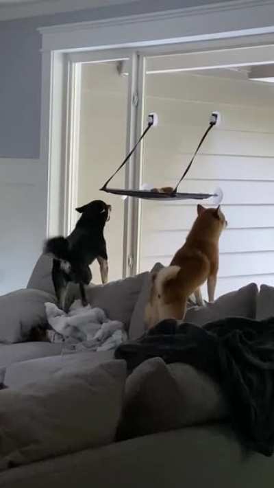 I don&rsquo;t think they&rsquo;re scaring anyone away with those borks and awoo&rsquo;s