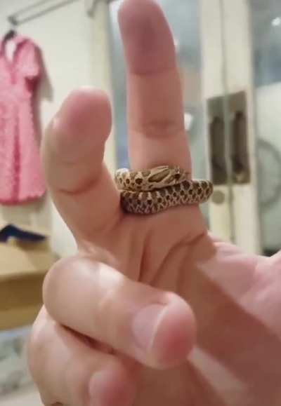 Covetous Gold Serpent Ring be like