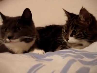 Two cats talking to each other. (0:56) (Speaker ON)