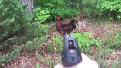 M'goodboy wants his tendies