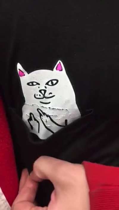 It's my support cat