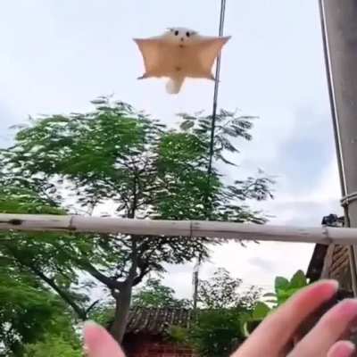 A Sugar Glider shows the beauty of an excellent glide from height and a perfect landing