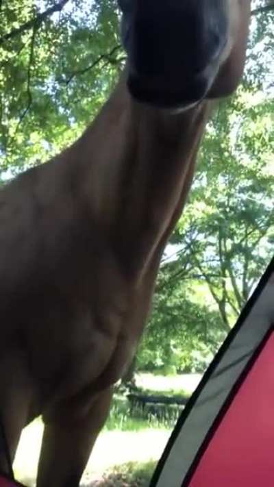 @forsen