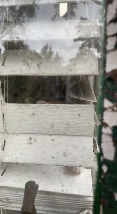 boyfie and i got locked out of the house. this was miss luna's attempt to save us