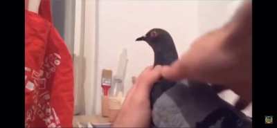 Pigeon!