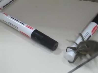 What bug is this?