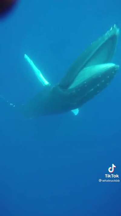 Whales love to make friends. I&rsquo;d be a whale&rsquo;s friend.