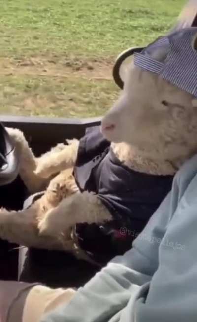 Sheep on Ride Sheep on Steering wheel.