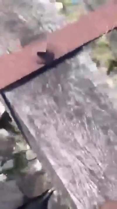 O rato se mato
