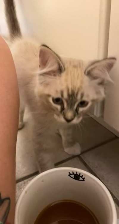 Meet Milhouse, we heard his screams at the shelter and fell in love. He&rsquo;s two months and has cerebellar hypoplasia. He&rsquo;s also VERY opinionated, especially when I don&rsquo;t share my coffee