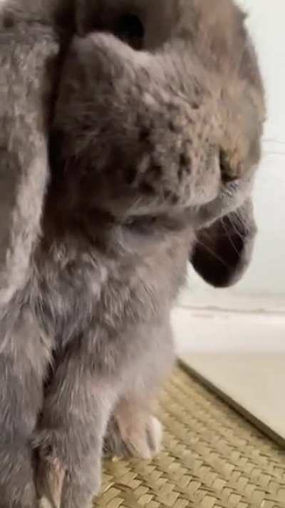 look at that tongue