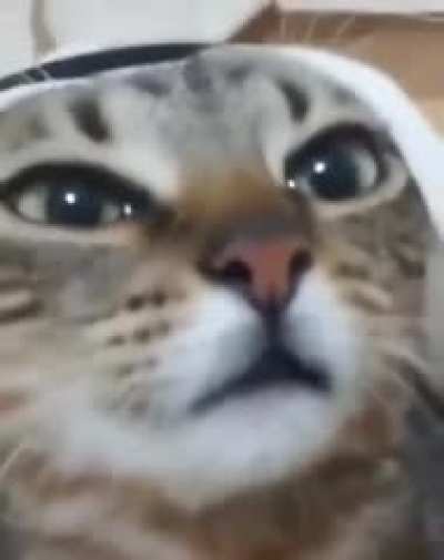 Gato arabe