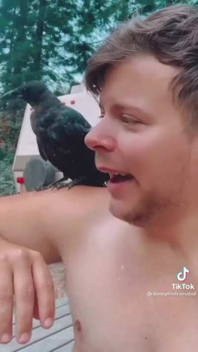 Guy Befriends a Crow