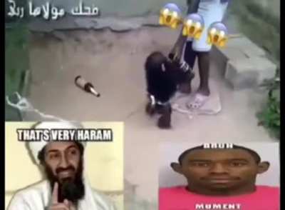 not hal al😫