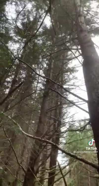 Clearing trees with ease