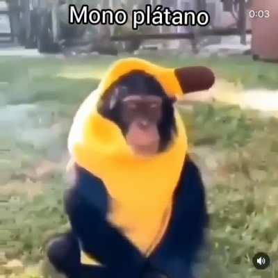 Simplemente mono pl&aacute;tano