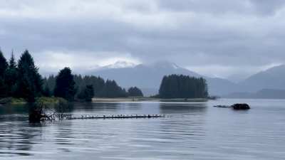 Posting various pictures and videos of bears and other animals I&rsquo;ve taken here in Alaska until the next OKBV stream, day 453/500