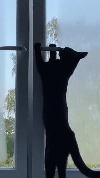 Our little nutcase Gus eating the window handle