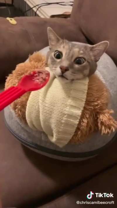 Little Derp