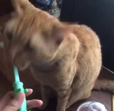 he loves getting his teeth brushed