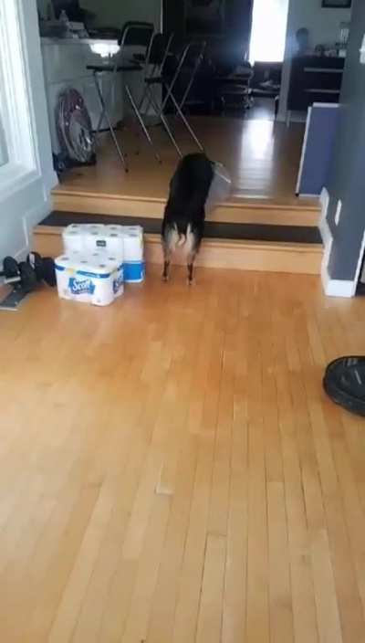 Cone of Shame