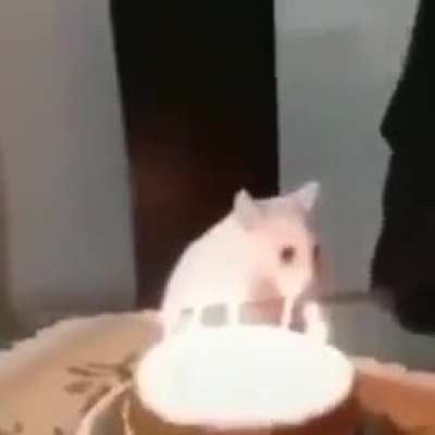 cat slop