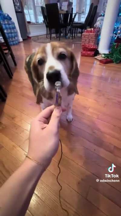 I love dogs