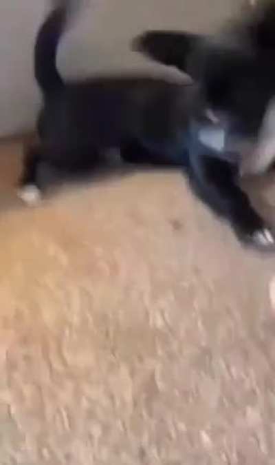 yesyesyesyesno