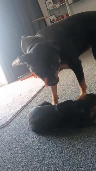 My girl playing with the new pup