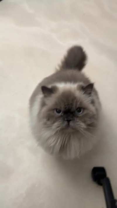 Haku is a chatty boy