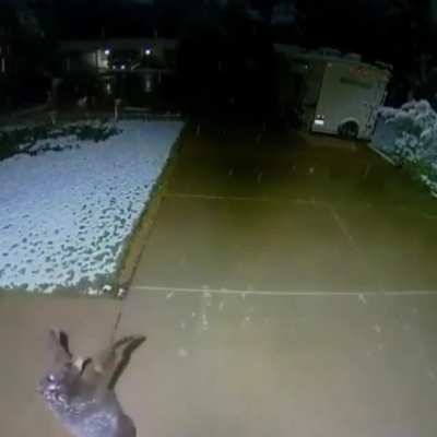 Baby bear catching snowflakes
