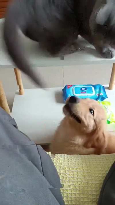 Chomp and slaps