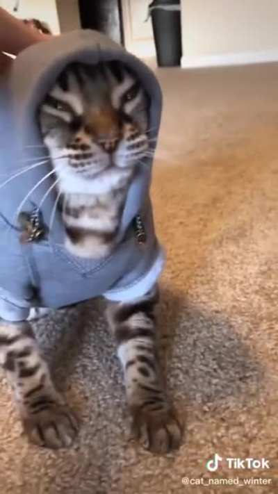 Kitty goes to jail