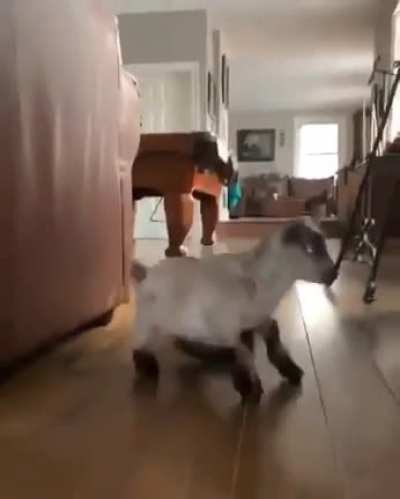 Tippy tap zoomies