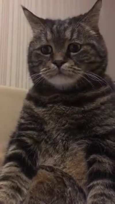 meowow