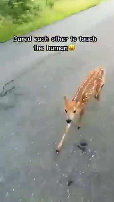 Boop