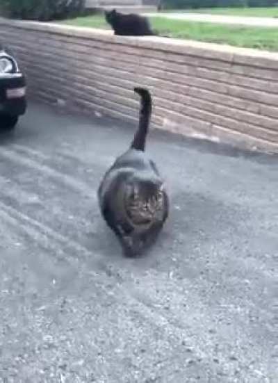 This cat is absolute!
