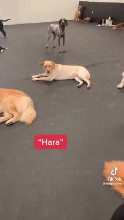 Yay dogs