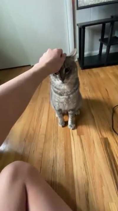 Petting my cat...