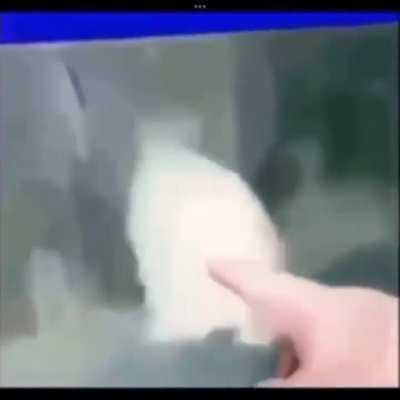 Moldy Fish