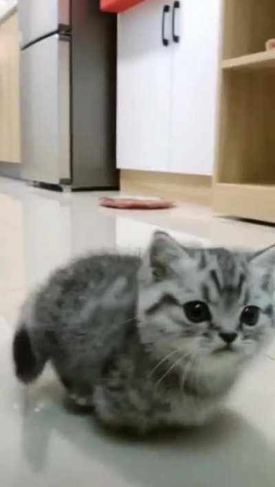 Cat.