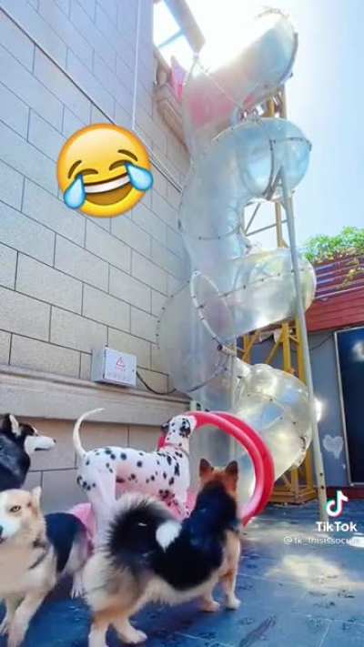 Time for a walk? Yeet your dog down the tube