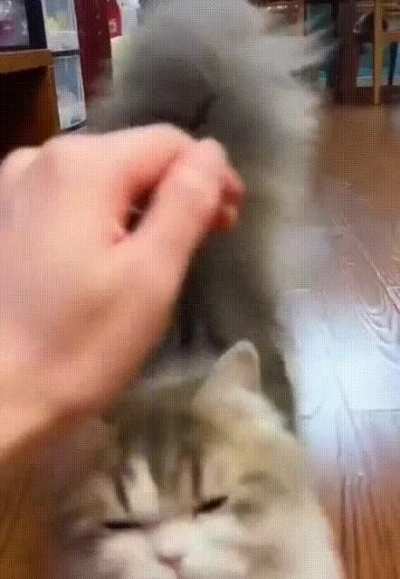 Хвостяра!