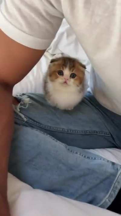 How the kitty looks
