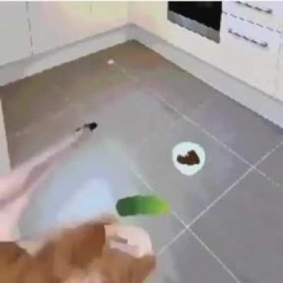 catcumber