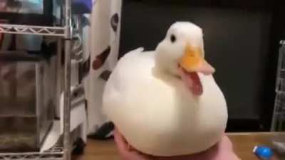 QUACK!
