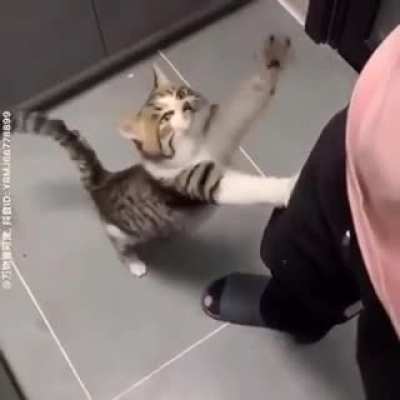 Ham go meow