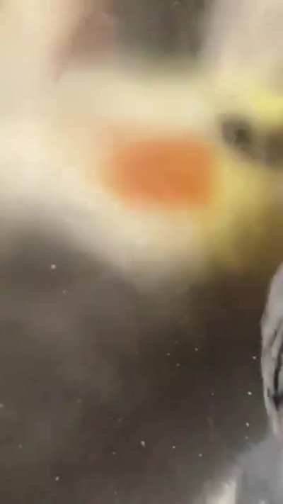 Birb-borb-bing-bang